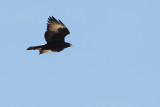 Verrauxs Eagle (Zwarte Arend)