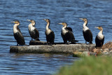 White Breasted Cormorant (Witbuikaalscholver)