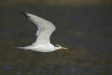 Swift Tern (Grote Kuifstern)