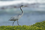 Black-headed Heron (Zwartkopreiger)