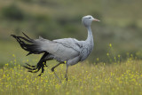 Bleu Crane (Stanleys Kraanvogel)