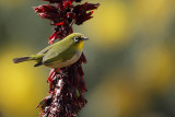 Cape White-eye (Kaapse Brilvogel)