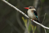 Brown-hooded Kingfisher (Bruinkap IJsvogel)