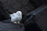 Snowy Owl (Sneeuwuil)