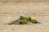 Little Green Bea-eater (Kleine Groene Bijeneter)