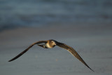 Sooty Gull (Hemprichs Meeuw)