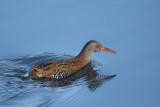 Water Rail (Waterral)