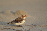 Snow Bunting (Sneeuwgors)