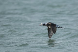 Long-tailed Duck (IJseend)