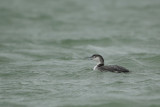 Great Northern Diver (IJsduiker|)