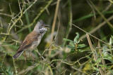 Common Whitethroat (Grasmus)