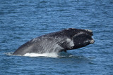 Southern Right Whale (Zuidkaper)