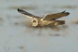 Short Eared Owl (Velduil)