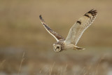 Short Eared Owl (Velduil)