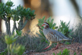 Barbary Partridge (Barbarijse Patrijs)