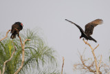 Turkey Vulture (Kalkoengier)