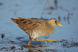 Spotted Crake (Porseleinhoen)