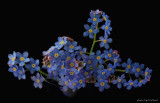 Forget-me-not