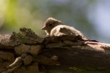 Vink (juv)