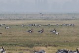 Roodhalsgans