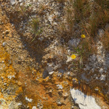 Flowers Bloom near Runoff