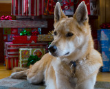 Misha Waiting for Christmas