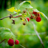 Summer Berries