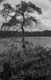 A Gloomy Day