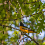 An Oriole on a Bluebird Day