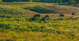 Equine Evening