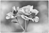 Geranium