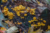 Mushroom Colony