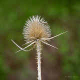 Teasel and Friend 