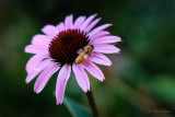 Coneflower and Bee