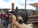 2006_0607Gorge_River0119.JPG