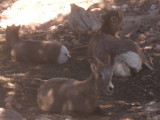 Animals at Royal Gorge