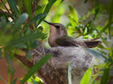 Hummer Nesting.jpg