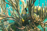 threespot-damselfish-providenciales_900x600.jpg