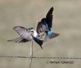Tree Swallows fighting