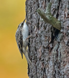 Brown Creeper