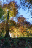 Backlit Beeches