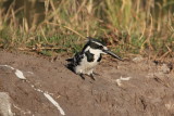 Pied Kingfisher, Chobe