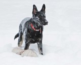 IMG_2799ac_2-2-13.jpg