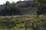 60D_3286.JPG