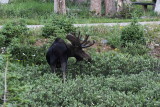 60D_3315.JPG
