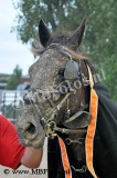 Koers 7. Brutus2.jpg