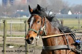 _MBF0667.jpg