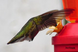 Hummingbirds, Nimble Musicians of the Air