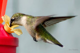 Hummingbirds, Nimble Musicians of the Air