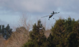 Fieseler Storch going down, 0T8A3178.jpg